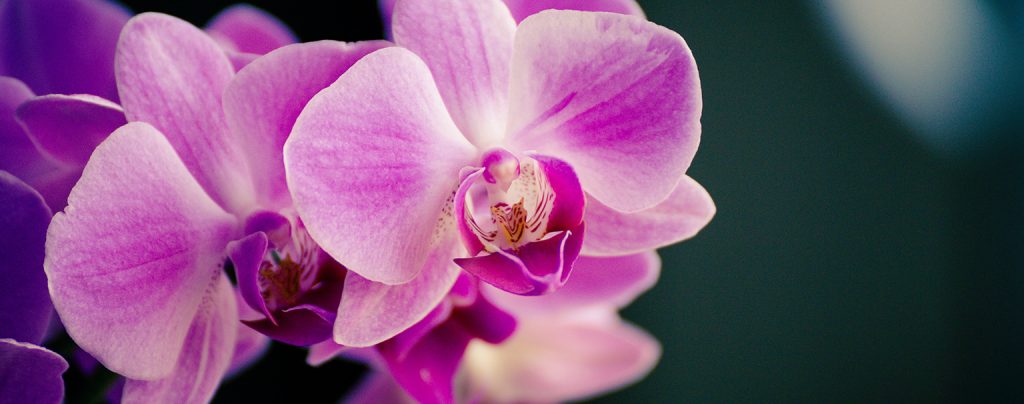 orchid-and-cash-crop-virus-detection.jpg