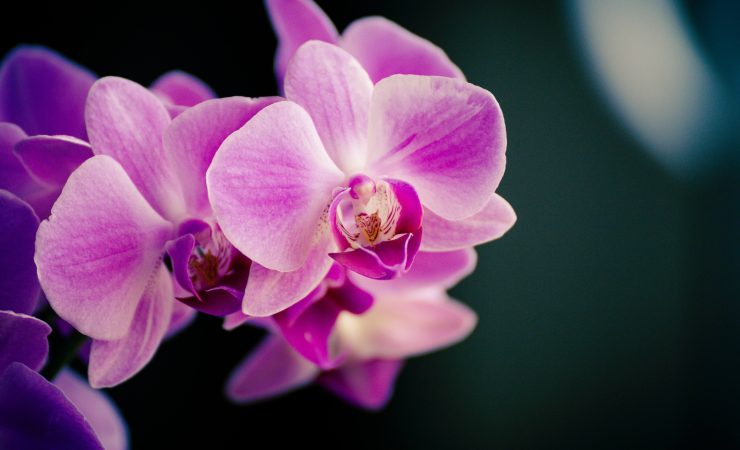 orchid.jpeg